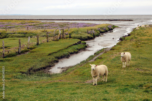 schafe am wattenmeer