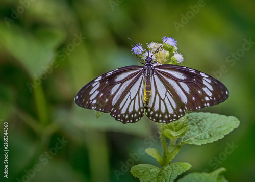 Glassy Tiger butterfly (Parantica aglea), a member of the brush-footed butterfly family Nymphalidae