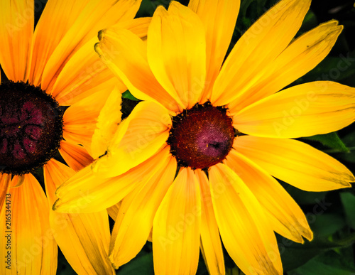 Fotografie Beautiful yellow rudbeckia flower