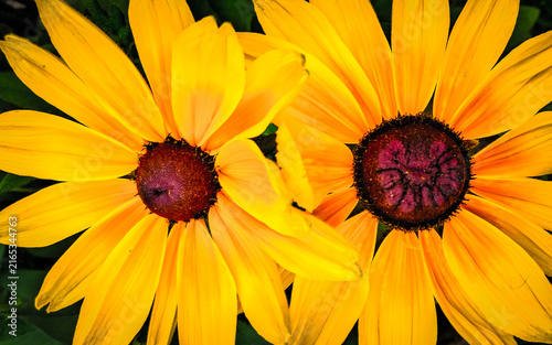 Canvas Print Beautiful yellow rudbeckia flower