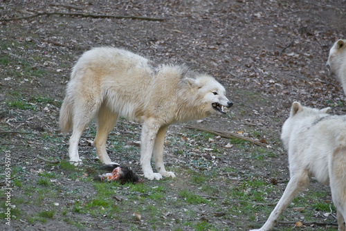 White wolf aggressively defending prey against pack members.