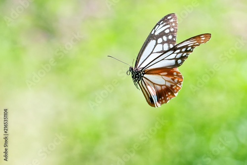 Foto 小さい体で長距離を移動するアサギマダラ(Chestnut Tiger Butterfly)