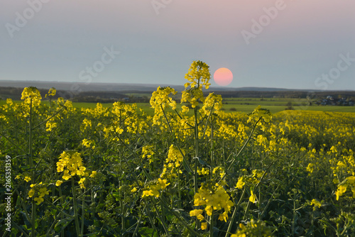 Rapeseed Field in the Evening Sun.