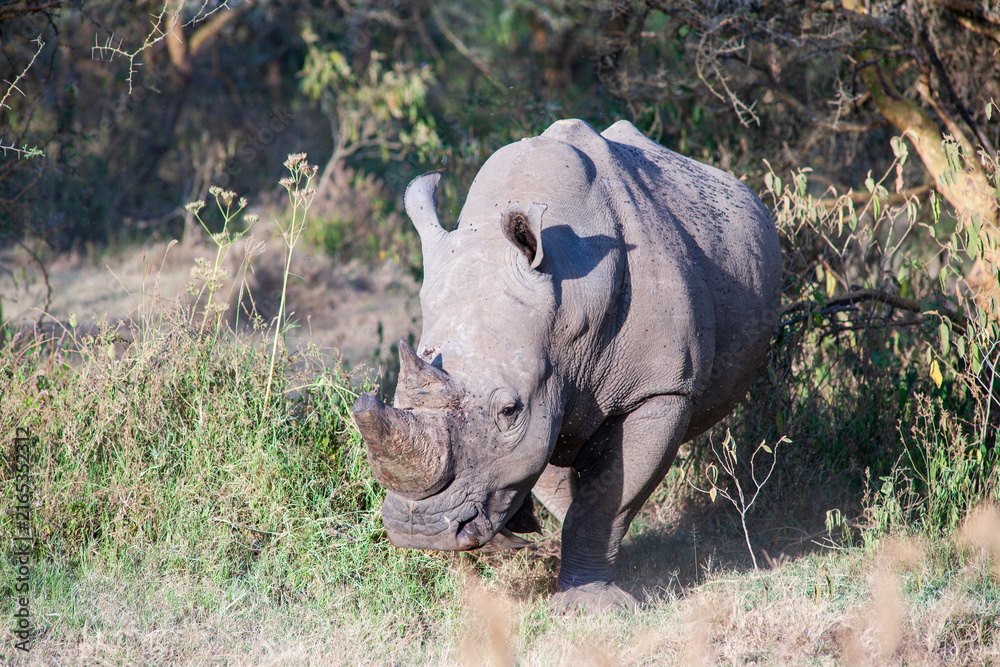 Obraz premium rhino in the grass