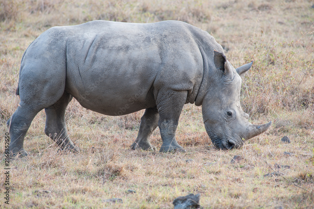 Fototapeta premium Rhino in the African Savannah