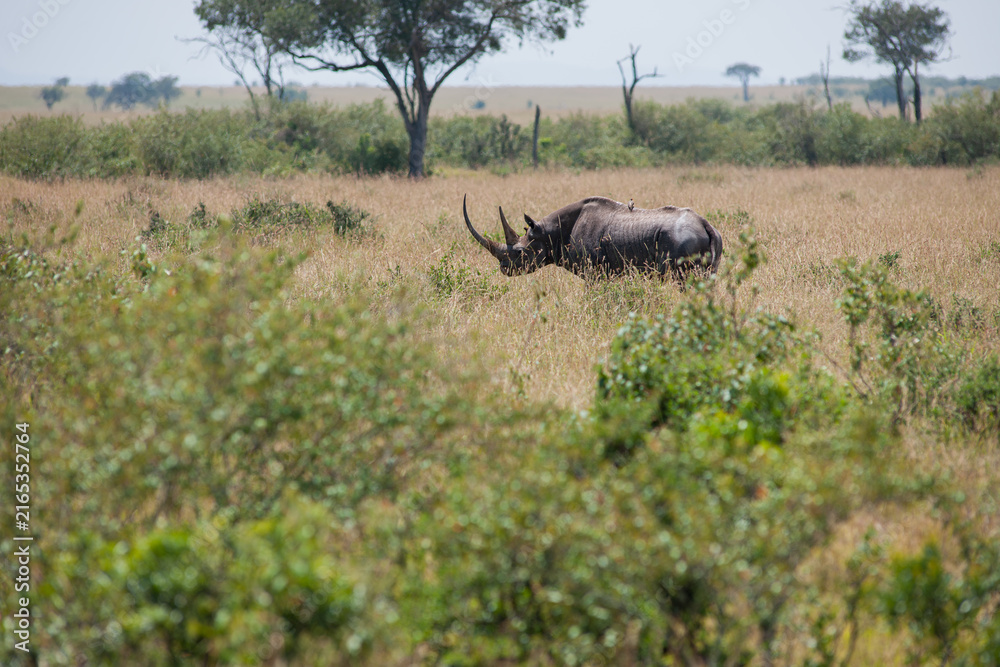 Obraz premium Rhino in the African Savannah