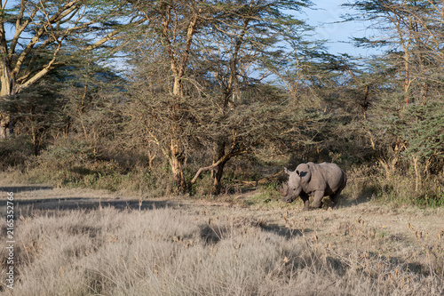 Photography Rhino in the African Savannah