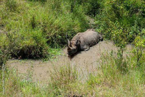 Canvas Print Rhino in the African Savannah