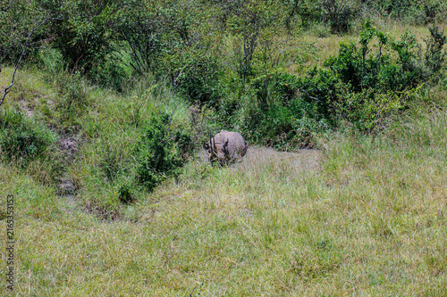 Photography Rhino in the African Savannah