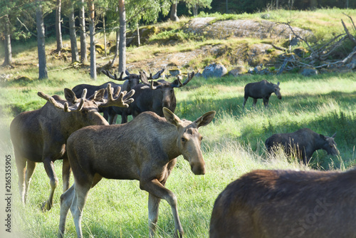 Herd of Moose in a Forest Clearing in Scandinavian Nature