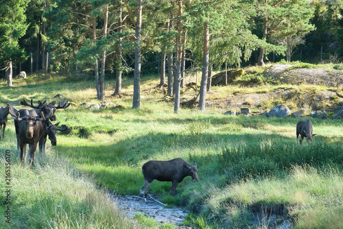 Moose by Small Stream on Green Forest Slope in Sunlight