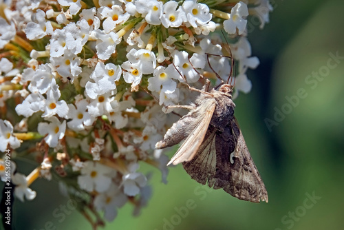 Fotografía Gammaeule ( Autographa gamma ).