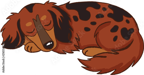 Fotografie Peaceful sleeping brown black spotted dapple dachshund dog resting quietly in ca