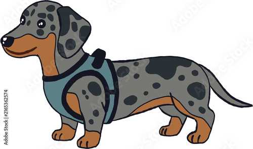 Foto Happy dachshund dapple dog wearing teal harness, cute spotted pet canine standin