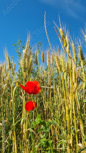 Fotografie Une belle scène printanière : magnifiques coquelicots et épis de blé dans un cha