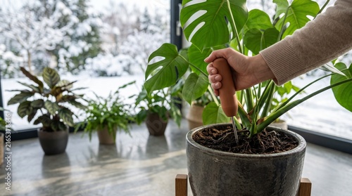 Person using a gardening tool to loosen soil in a monstera houseplant pot