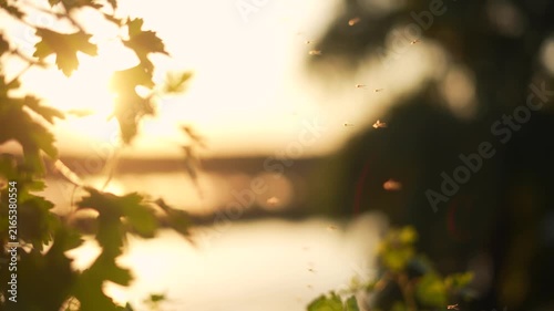 The sunset casts a soft glow as leaves sway gently, creating a serene atmosphere around the shimmering water's edge. The shimmering insects dance near the leaves, reflecting light.