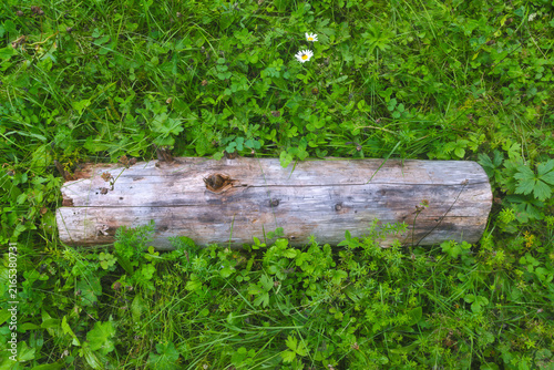 Fotografie Rustic Log in Lush Green