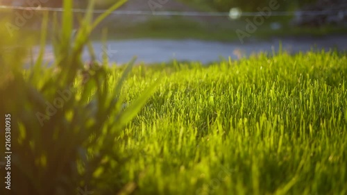 The green grass is illuminated by the evening light, creating a serene atmosphere. The grass sways gently under a soft breeze, highlighting its vibrant green color.
