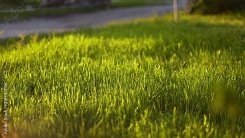 The green grass covers the ground, while sunlight glimmers on the grass. The grass grows strong, thriving in the sunlight and warm ambiance.