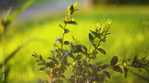 The vibrant green plant displays fresh leaves as sunlight illuminates the plant. The lush grass forms a contrasting backdrop for the green plant.