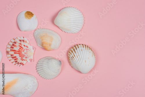 Summer time concept with sea shells or starfish on pink background with copy space for text.