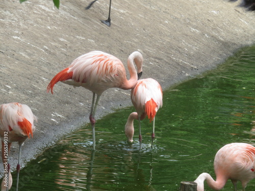 Flamants roses