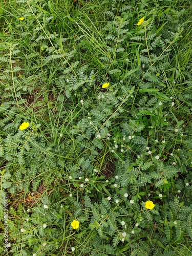 Canvas Print Full frame top-down view of low-lying green creepers with small yellow flowers and pinnate leaves growing among blades of lawn grass