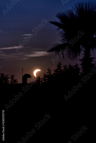 silhouette of a palm tree