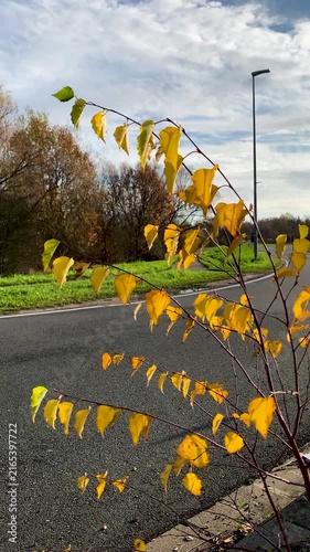 A close-up vertical shot of a young birch branch with bright yellow leaves swaying gently in the autumn breeze