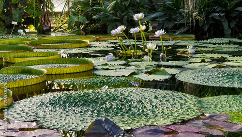 Quadro su tela Horizontal view of euryale ferox and giant victoria amazonica water lily pads