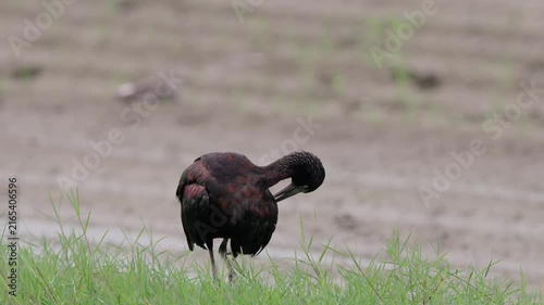 Glossy Ibis close up preening.