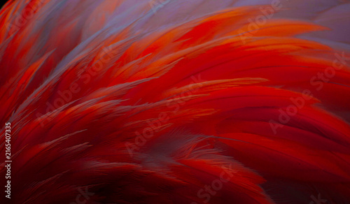 Foto Flamingo feathers display a vibrant red and white plumage texture