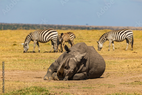 Canvas Print Afrika, Kenia, Ol Pejeta Conservancy