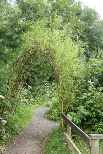 Bild auf Leinwand A Willow Tree Archway on a Woodland Path.