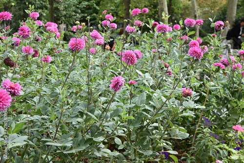 Foto Dahlias mauves en été