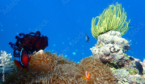 Obraz na płótnie Philippines sea life