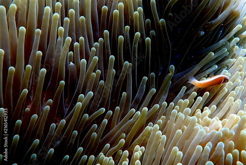 Obraz na płótnie Philippines sea life