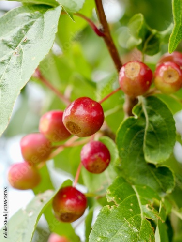Columnar Siberian crabapple (Malus baccata 'Columnaris') with fruits in Sweden