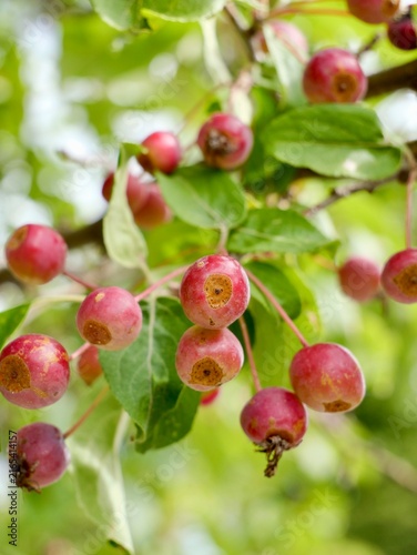 Columnar Siberian crabapple (Malus baccata 'Columnaris') with fruits in Sweden