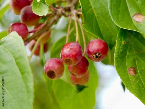Columnar Siberian crabapple (Malus baccata 'Columnaris') with fruits in Sweden