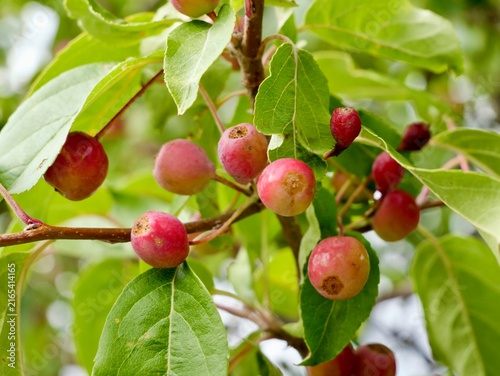 Columnar Siberian crabapple (Malus baccata 'Columnaris') with fruits in Sweden