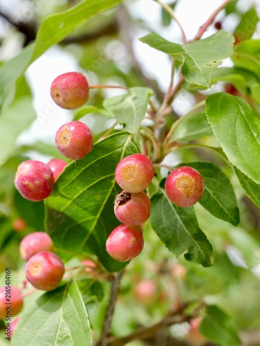 Columnar Siberian crabapple (Malus baccata 'Columnaris') with fruits in Sweden