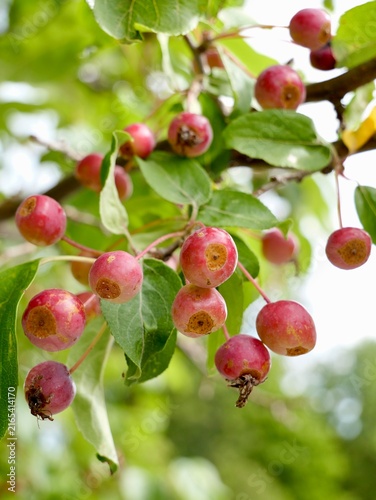 Columnar Siberian crabapple (Malus baccata 'Columnaris') with fruits in Sweden