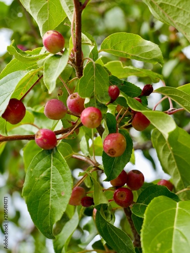 Columnar Siberian crabapple (Malus baccata 'Columnaris') with fruits in Sweden