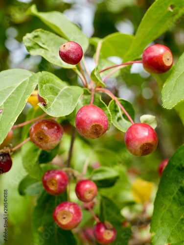 Columnar Siberian crabapple (Malus baccata 'Columnaris') with fruits in Sweden