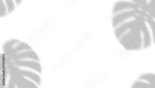 Monstera Leaf Shadow Overlay on Background