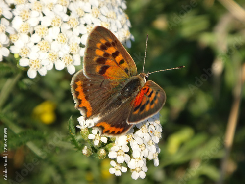 Bild auf Leinwand Small copper butterfly (Lycaena phlaeas) feeding on yarrow flowers