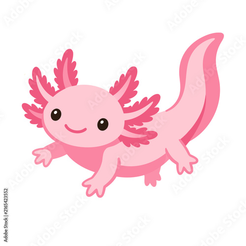 axolotl vector illustration