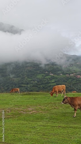 Cows Grazing in the Foggy Asturian Mountains Near Angliru